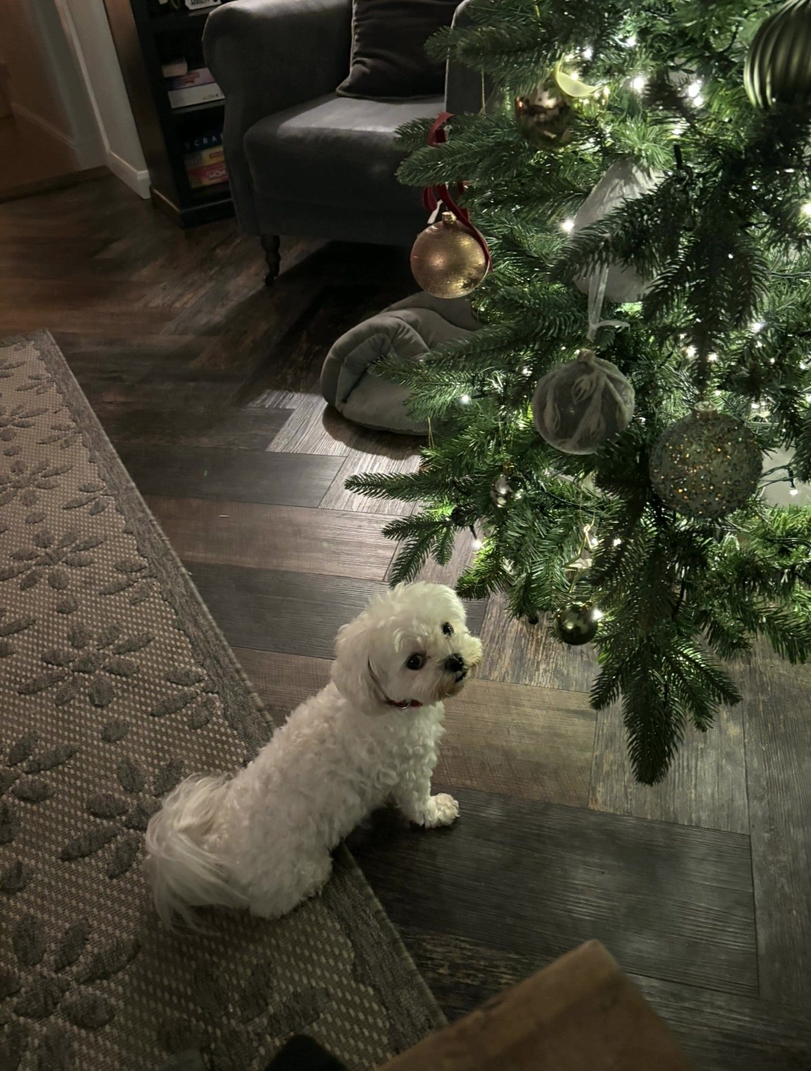 Charlie by the Christmas tree